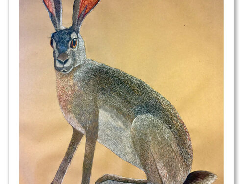 Big Jack - 28" x 34" Print